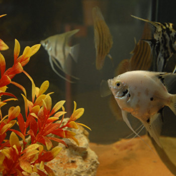 Laboratorio europeo della naturalità